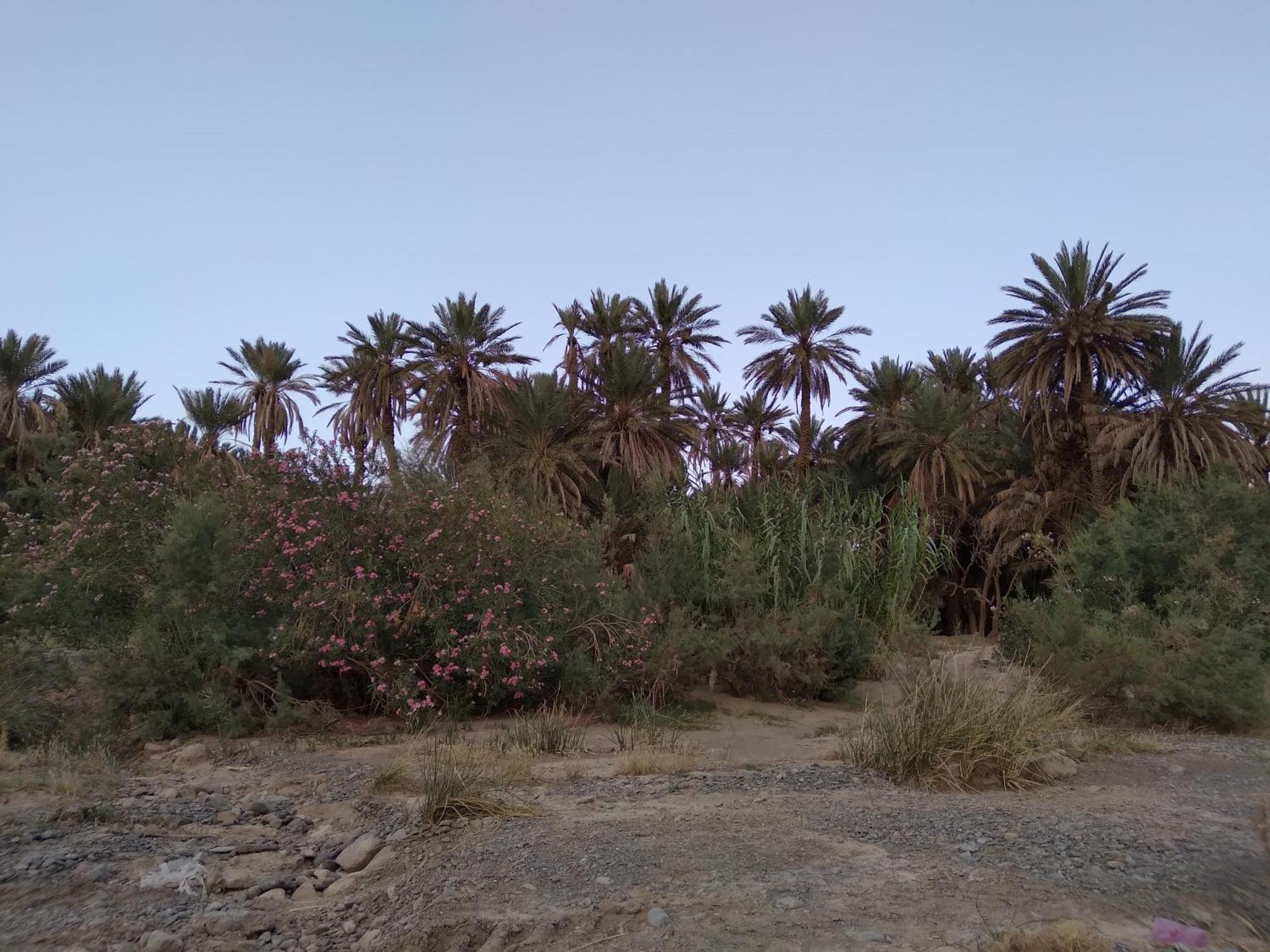 Gite D'Etape Ziz Oasis Achbarou Eksteriør bilde